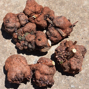 云南野生金丝桃土连翘过路黄黄黄香棵打乱碗栽秧花黄花香疙瘩500g