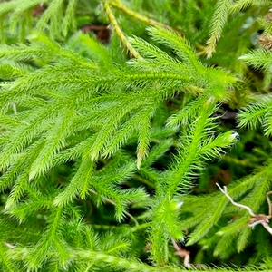 舒筋草云南地道药材 筋骨草 伸筋草石松狮子 过山龙500干货