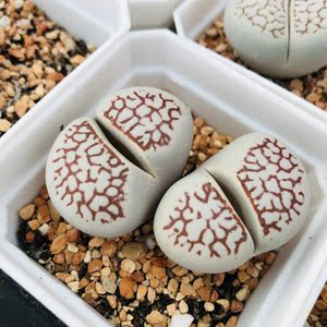 【潘多拉】生石花 极品网纹灵耀 花卉绿植 两年株 母本株