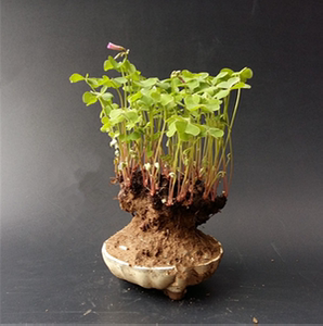 酢浆草盆景 老根三叶草微型盆栽三叶草根球老盆 红花酢草 红花草