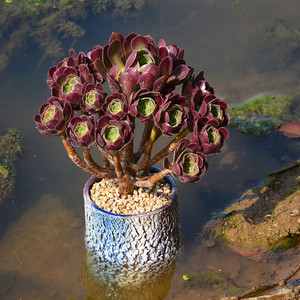 云南室内韶羞黑法师多头大老桩法师多肉花植物组合盆栽肉肉