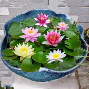 【睡莲根块水培植物盆栽】睡莲根块水培植物盆栽品牌,价格 - 阿里巴巴