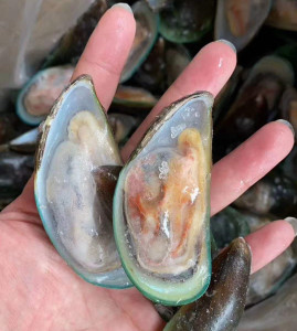 小青口贝 9斤160只 国产冷冻半壳贝火锅烧烤清蒸食用广东包邮