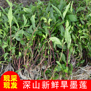 新鲜墨旱莲草农家现采黑墨草旱墨莲鳢肠草水旱莲草500g包邮中药材