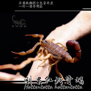 刚果红鳄背蝎hottentotta hottentotta红鳄背蝎单性繁殖新手入门