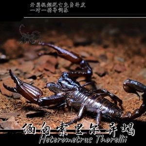缅甸索里尔异蝎heterometrus thorellii雨林蝎宠物超大活体雨林蝎