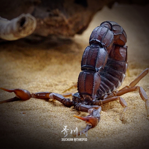 阿拉伯肥尾蝎图片