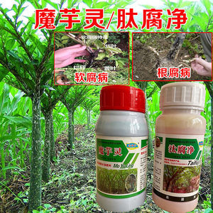 汰腐净 魔芋灵 软腐病白绢病专用药魔芋叶面肥魔芋杀菌剂消毒增产