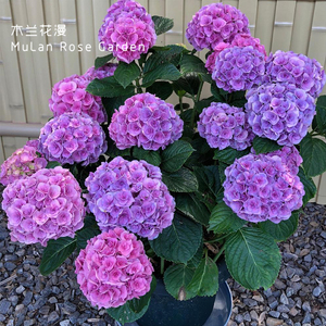 重瓣大花球 绣球艾薇塔阳台庭院 花卉植物盆栽 全店3棵包邮