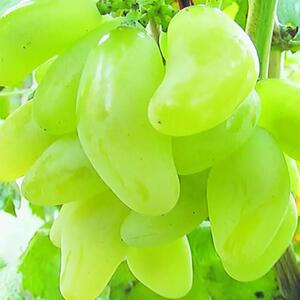 新疆吐鲁番特产特级绿香妃葡萄干500g袋装特大红绿香妃王无核果干