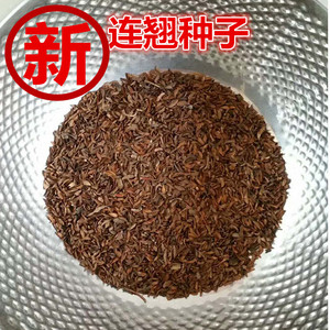 新连翘种子 连翘籽 药用连翘种子种苗