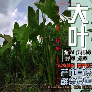 紫芋绿梗芋水芋过滤客厅湿地净化水池塘非常好养大叶植物室内盆栽