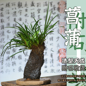 附石菖蒲阳台室内驱蚊趣味净化空气盆栽盆景植物盆栽大叶带石发货