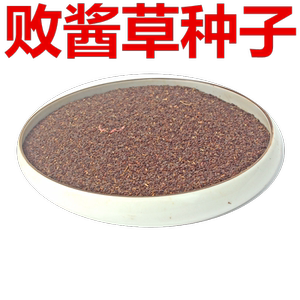 草花种子 中草药材种子 新采败酱草种子 苏败酱种子量大优惠