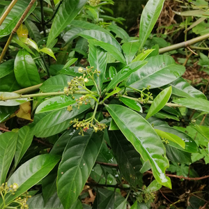 500ke 野生山大颜 九节木根 大罗伞叶子 山大刀 大丹叶两斤包邮