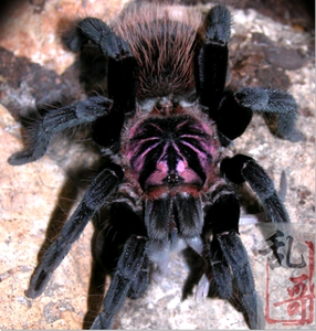 哥伦比亚镭射蜘蛛