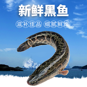 湖北野生黑鱼乌鱼新鲜月子下奶炖汤术后滋补食用活鱼现杀鲜活水产