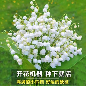 铃兰花带芽花苗种根四季阳台盆栽室外庭院耐寒多年生浓香植物花卉