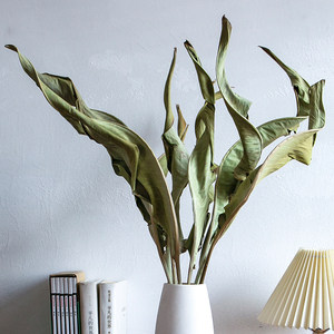 鹤望兰干花花束真花风干天然ins风适合卧室摆的客厅摆设花天堂鸟