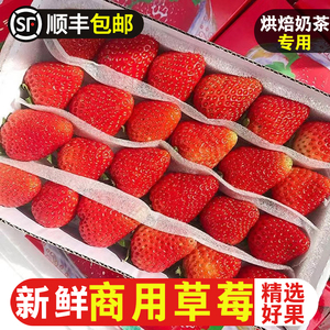 双流冬酸新鲜草莓商用饮品蛋糕店烘焙奶茶店专用草莓水果顺丰包邮