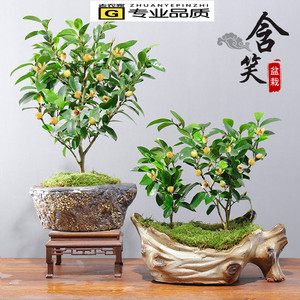 含笑花盆栽花苗浓香型花卉植物四季开花含笑老桩树苗室内花易养活