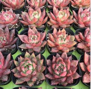 多肉植物 弗兰克 佛兰克 东云杂