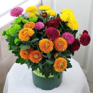 【七彩乒乓菊】七彩乒乓菊品牌,价格 - 阿里巴巴