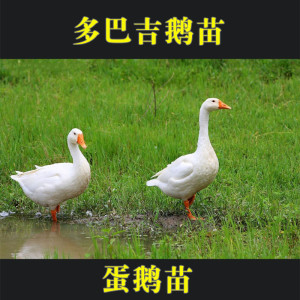 白鹅大种蛋鹅霍尔多巴基鹅巴吉鹅莱茵鹅小鹅仔质量保证