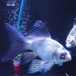 【红蝴蝶鱼】红蝴蝶鱼品牌,价格 - 阿里巴巴