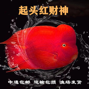 红鹦鹉鱼活鱼热带观赏淡水风水招财鱼起头红财神鱼黄财神鱼发财鱼