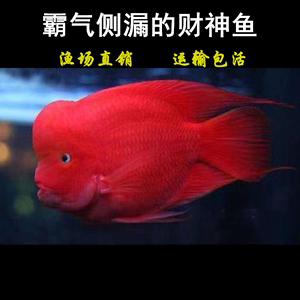 红鹦鹉鱼活鱼热带观赏淡水风水招财鱼起头红财神鱼黄财神鱼发财鱼