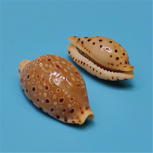 005人付款淘宝天然稀有海螺壳贝氏宝螺标本收藏家居装