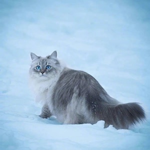 西伯利亚森林猫幼猫纯种巨型挪威森林猫涅瓦色长毛缅因活体宠物猫