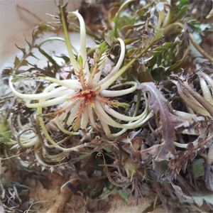 荠菜野生新鲜山东