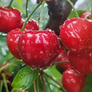 陕西铜川大樱桃,孕妇水果,老少皆宜,果大味甜,是夏天良品