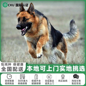 德牧纯种幼犬赛级血统德国牧羊犬黑背犬巨型军犬警犬德牧幼崽