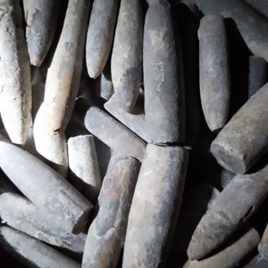 天然鱼箭石笔石原始乌贼化石白垩纪化石马达加斯加原石按枚计价