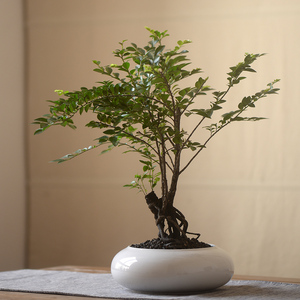 香氏一物一拍黑骨檀 黑骨茶盆栽 小叶紫檀盆景室内好养植物2