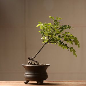 香氏黑骨檀 黑骨茶盆栽 小叶紫檀盆景室内好养植物 一物一拍