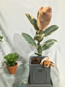 花叶橡皮树坦尼克