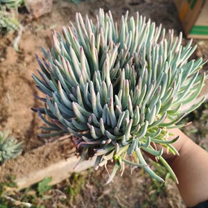 棒叶仙女杯