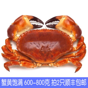英国进口面包蟹600-800g只熟冻黄金蟹母蟹螃蟹黄道蟹拍2只包邮