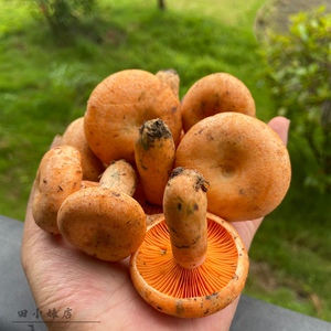 【现货】新鲜野生黄枞菌松树菌松乳菇松菌重阳菌雁鹅菌铜绿菇蘑菇