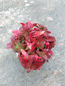 红叶祭老桩 赤鬼城 火祭多肉植物 多头超大群多肉 防辐射盆栽