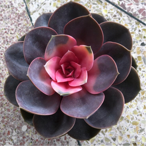 多肉植物 佛座紫珍珠锦 红心莲锦  办公室阳台防辐射净空气盆栽.