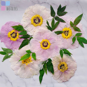 牡丹花 押花真花标本大花瓣大朵干花压花画手工diy创意装饰材料