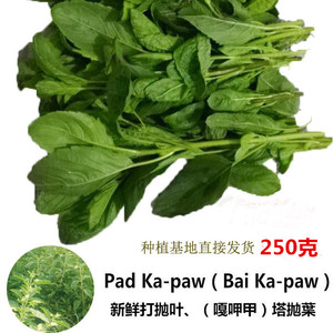 打抛叶pad kra pao 新鲜嘎甲塔抛葉泰国料理东南亚美食配菜ka-paw