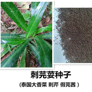 刺芹刺芫荽大香菜种子越南泰国香菜益肝草假芫茜鹅芥缅芜荽种子