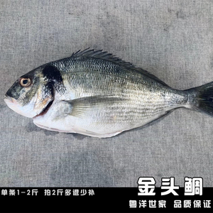 【活鱼现杀】网红金头鲷日料刺身海鲜金鲷鱼1条1-2斤 鲷鱼拼盘