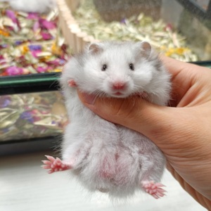 【长毛纯银熊】真正家养仓鼠金丝熊性格温顺好上手无美颜无滤镜